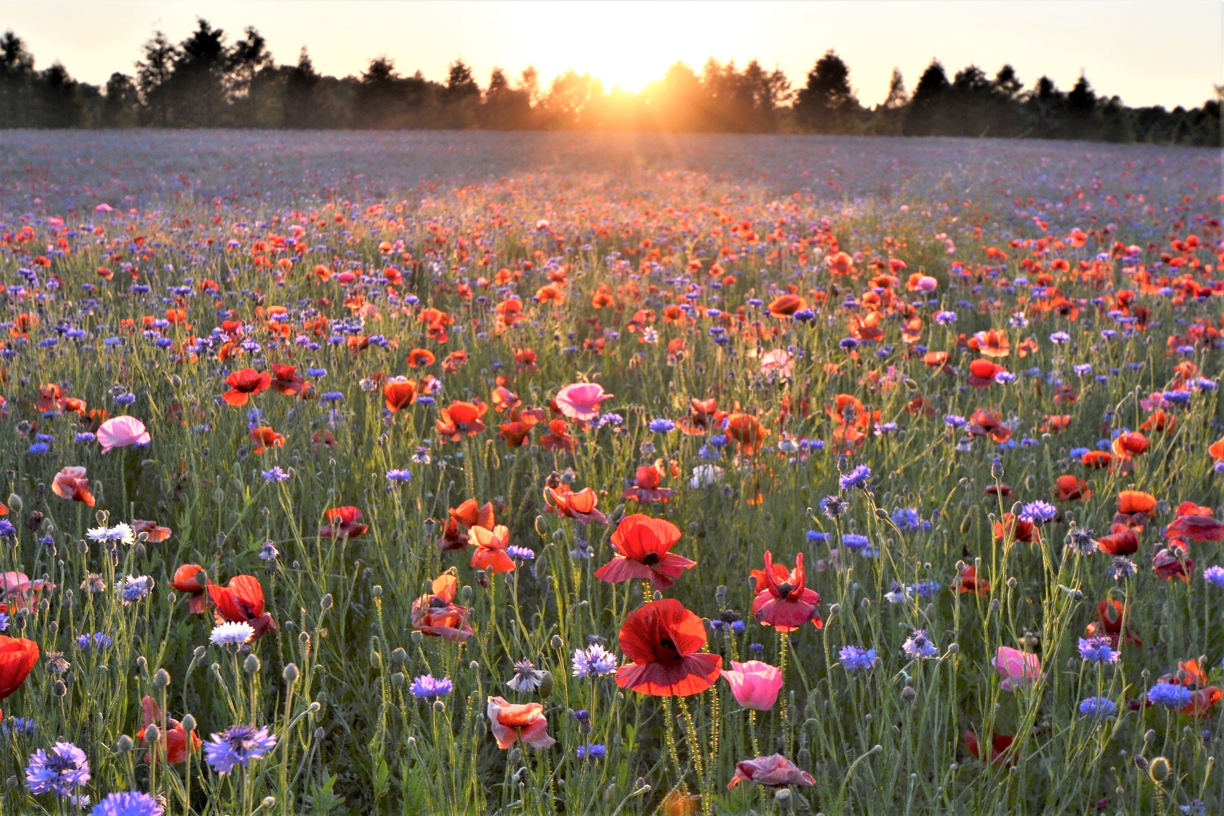 Inspired by nature color seasonal blooms inspired by coastal landscapes, sunsets, gardens, and natural wedding color palettes.